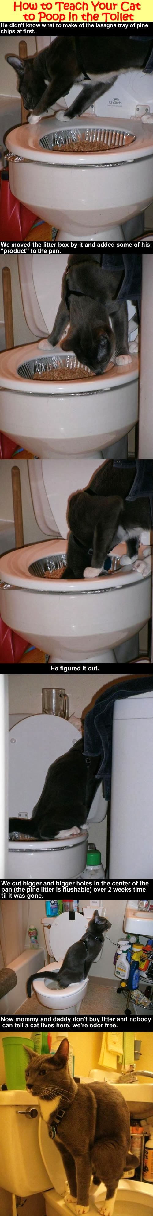 Crazy Ahead how to teach your cat to poop in the toilet
