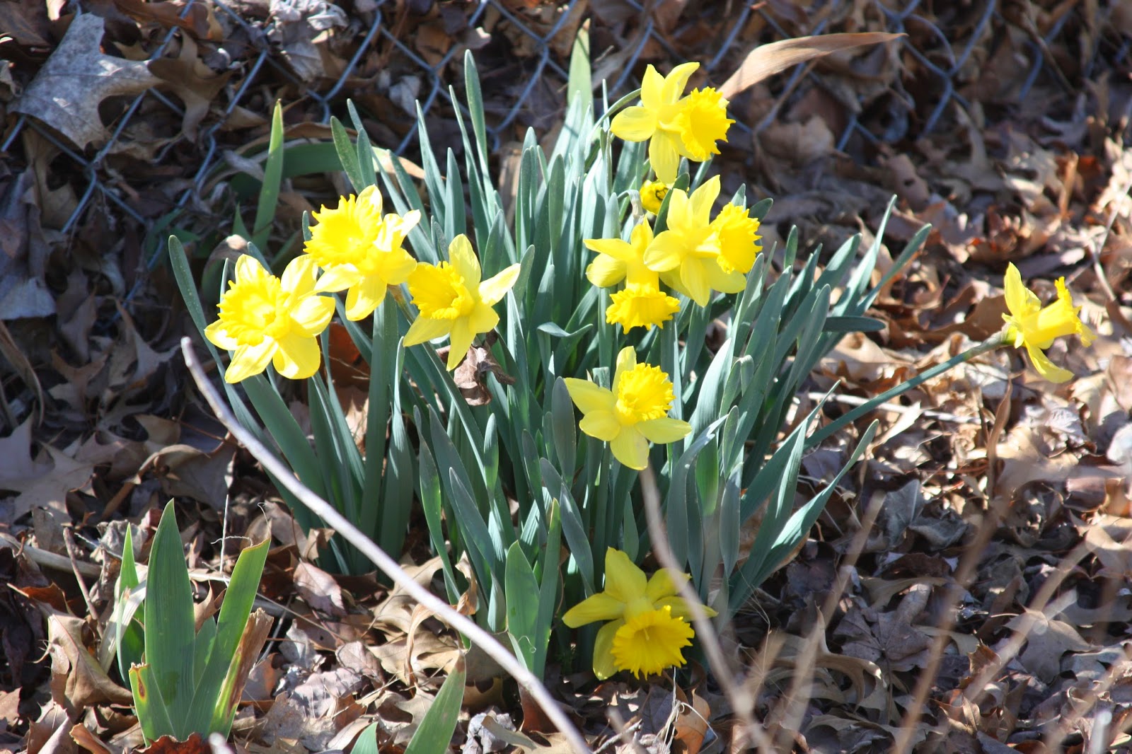 Daffodils, Narcissus and Jonquils