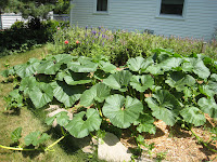 Tiny Happy (Urban) Farm: One-seed landscaping