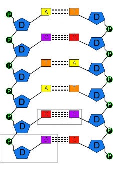 son cadenas de adn genetica basica1 1 son cadenas de adn genetica basica1 1