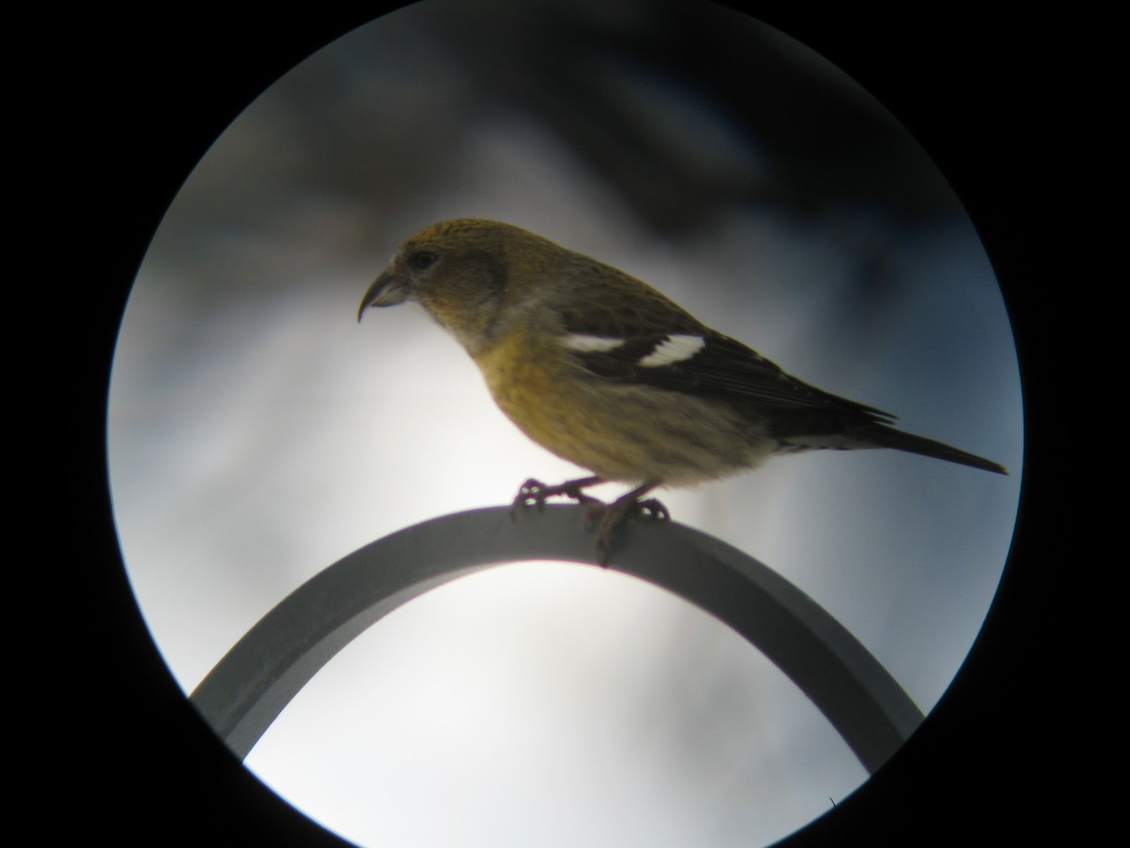 Burly Bird Maine Winter Birding...