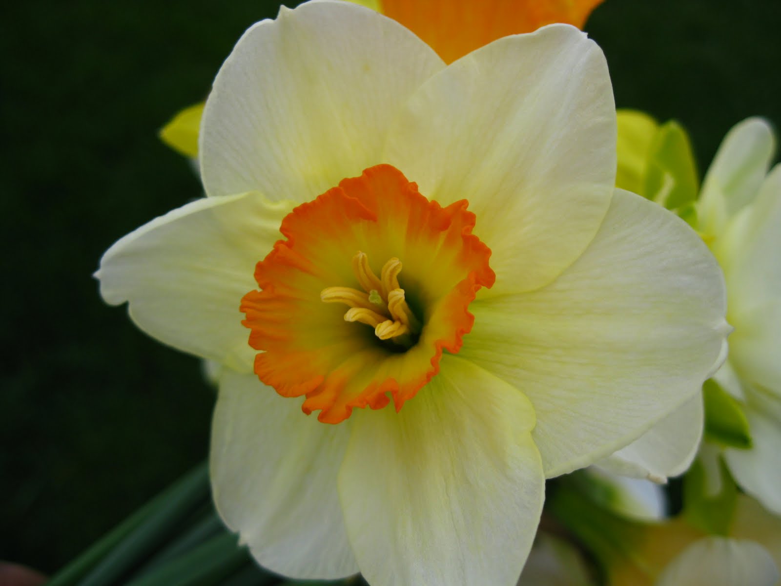 All Things Andrea Daffodil Bouquet