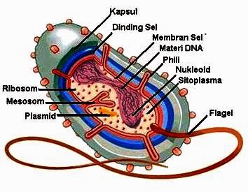 Macam-Macam Bagian Struktur Sel Bakteri dan Fungsinya | Artikelsiana