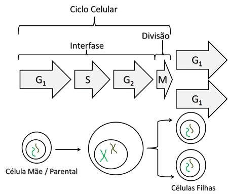 Ciclo celular: o que é, etapas, controle, resumo - Biologia Net