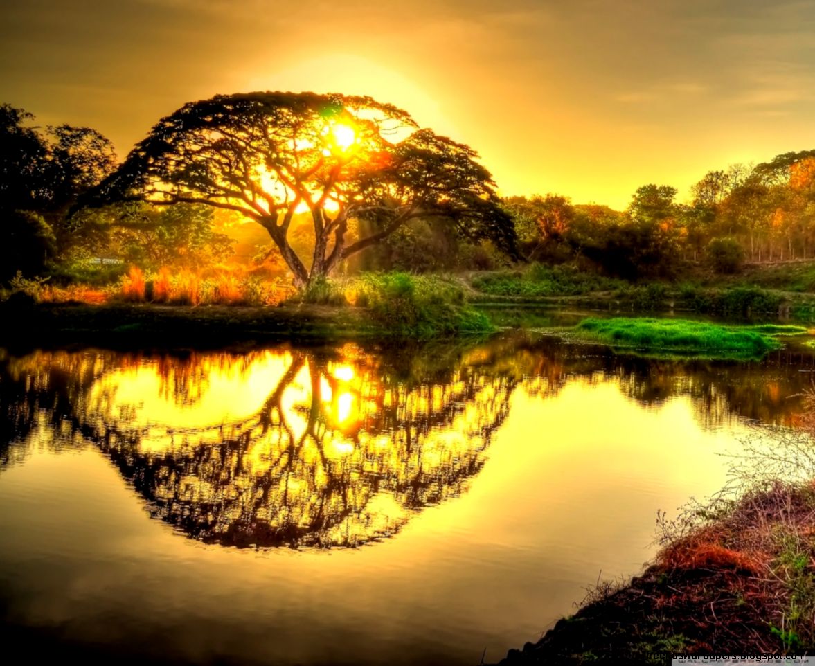 1432live wallpaper wild life 1432live wallpaper wild life