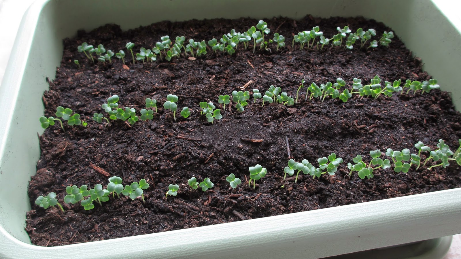 Kokoko Blog 烹飪 遊記 抗癌 14 7 14 小松菜 02 9 收割