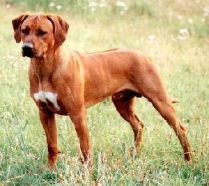 rhodesian-ridgeback1-1_117667514.jpg