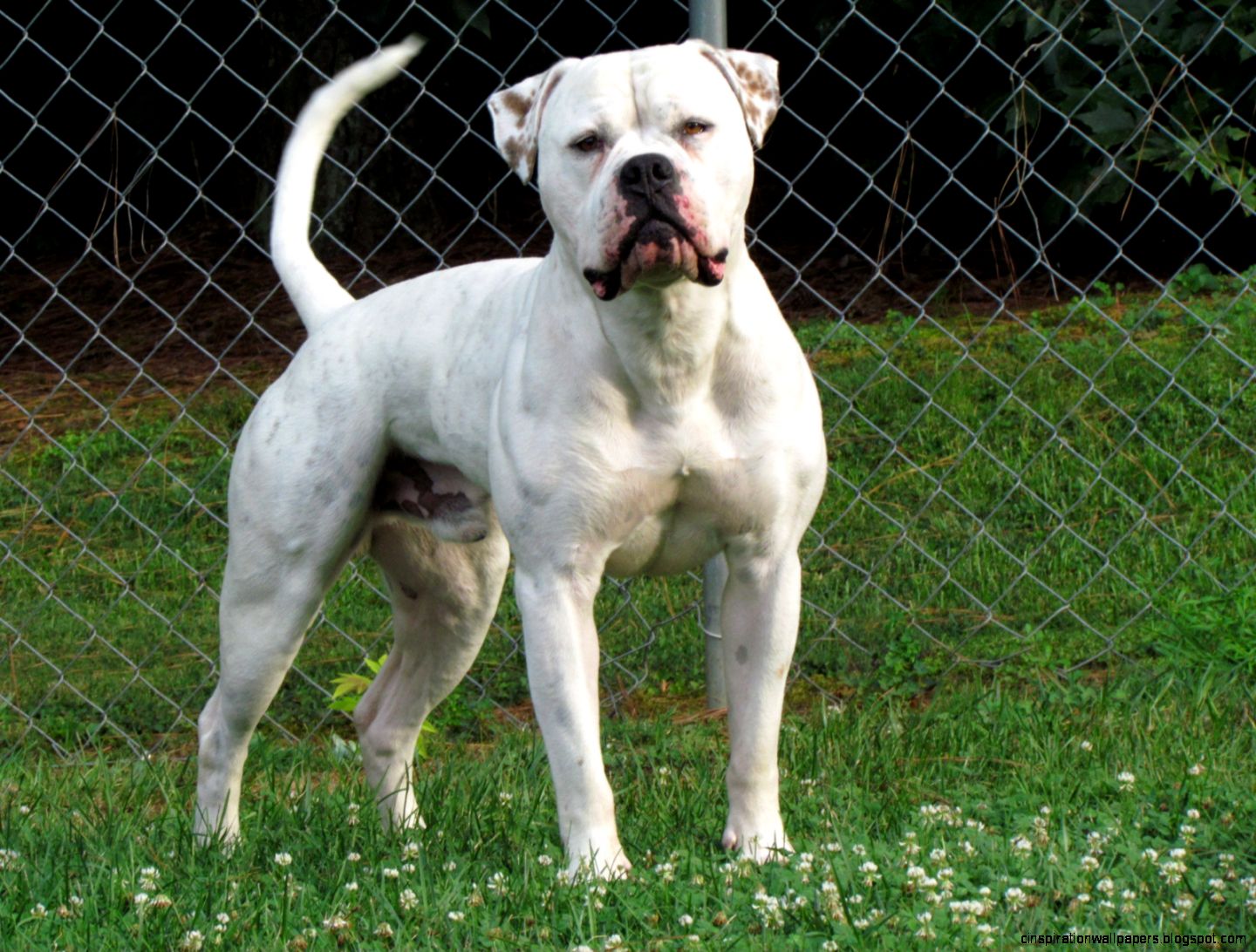 American Bulldog Dog American Bulldog Dog