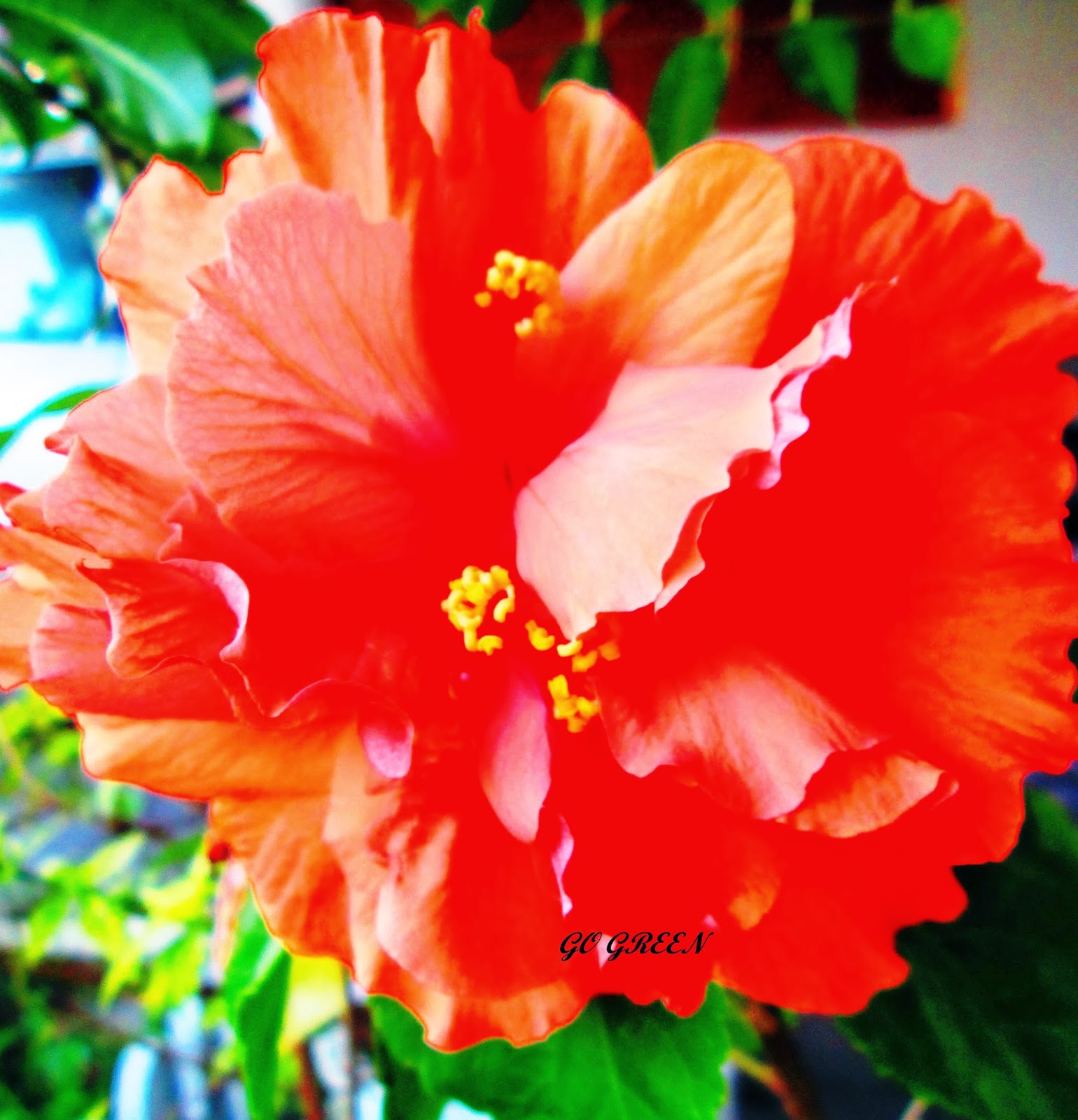 Seeds For Sale Online HIBISCUS seeds for sale