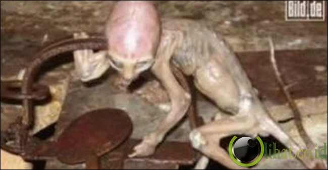 Penampakan UFO dan Alien "Mungil" di Malaysia Penampakan UFO dan Alien "Mungil" di Malaysia