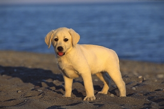 Anjing Labrador Retriever Canis