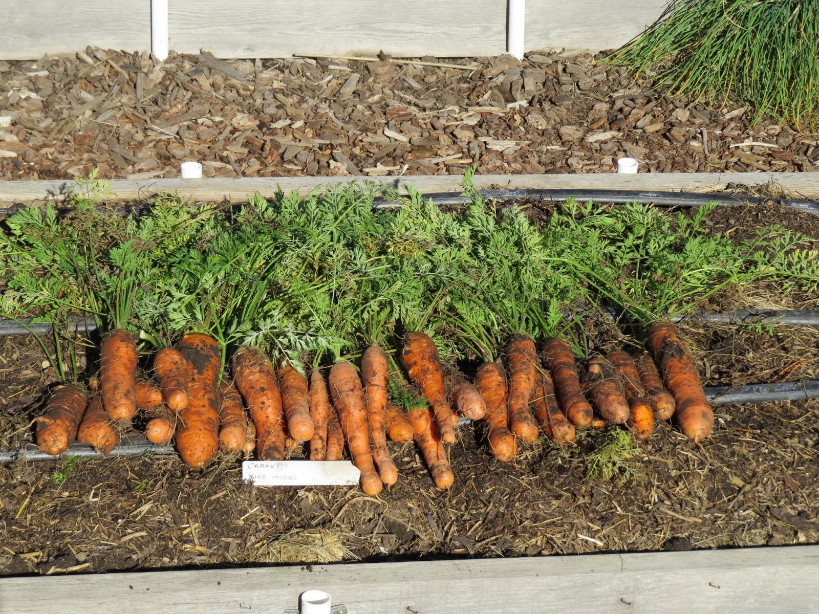 Root crop harvest Susan's in the Garden