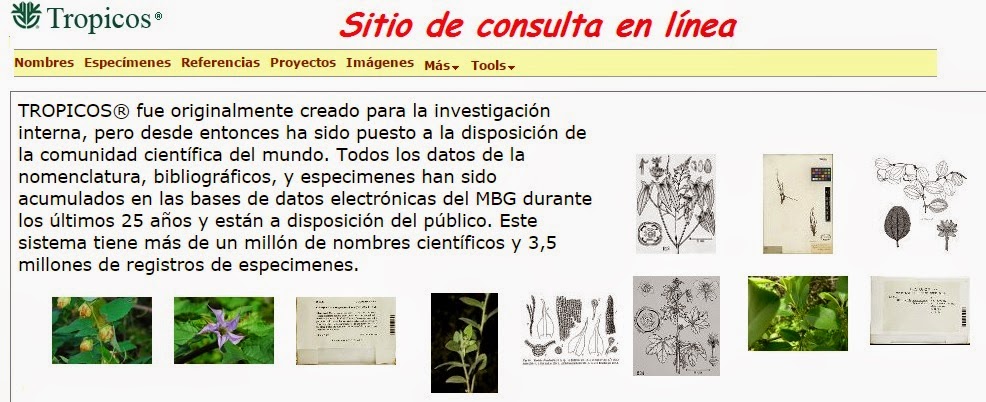 TROPICOS ORG. / Información Taxonomica y sistemática Botánica