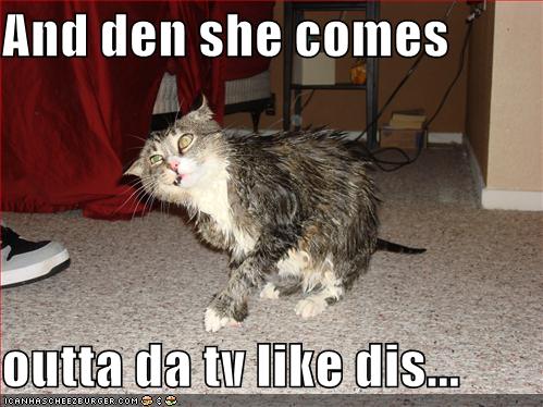 Lolcat Wet