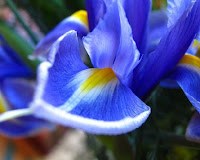 Significado del color de las flores - lirio, azul