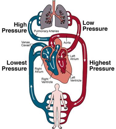 Single Circulatory System