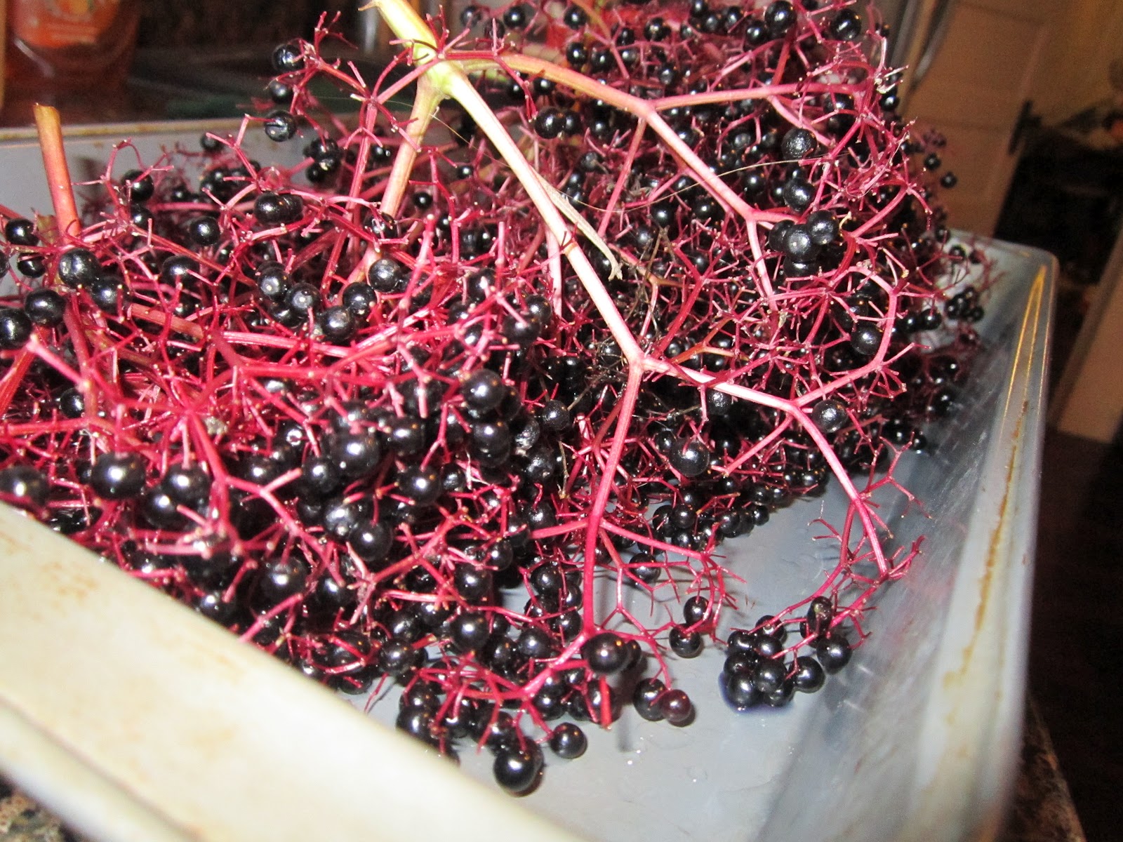 Wild Edible Texas Elderberries