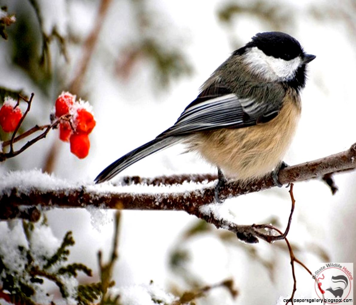Winter Chickadee Wallpaper | Wallpapers Gallery