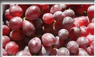 Buah Anggur, Bagaimana Penyimpanan dan Penanganannya ...