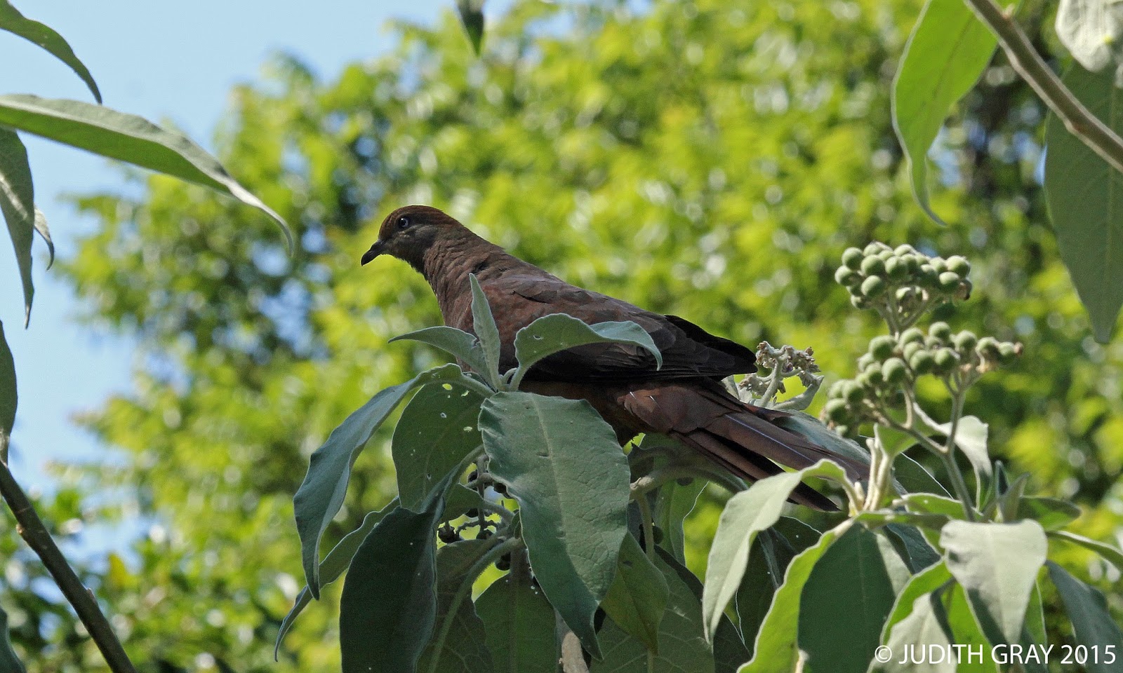 Aussie Backyard Bird Count 2015 Ravensbourne