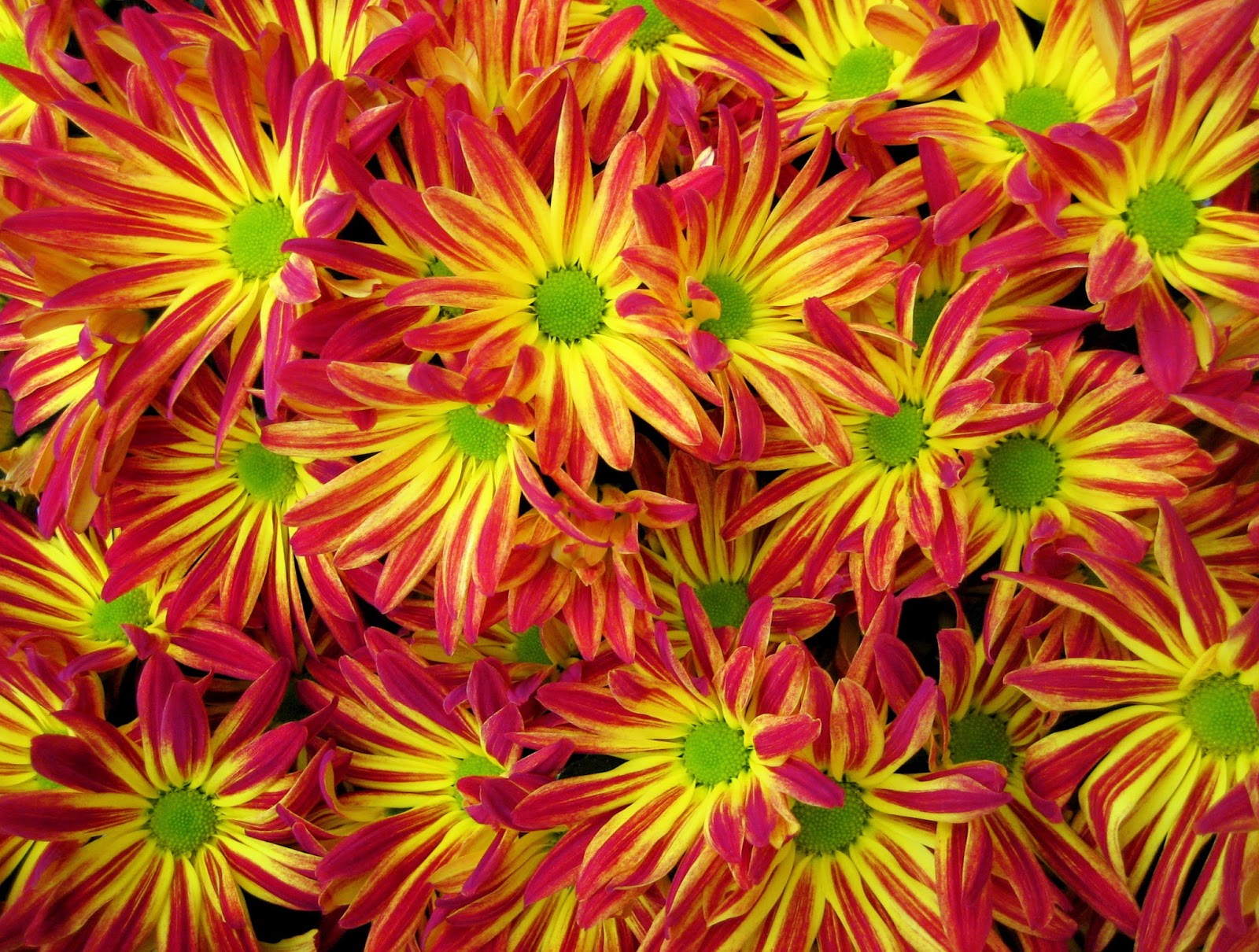 BREEDING CHRYSANTHEMUMS Unseen Pictures 4 You