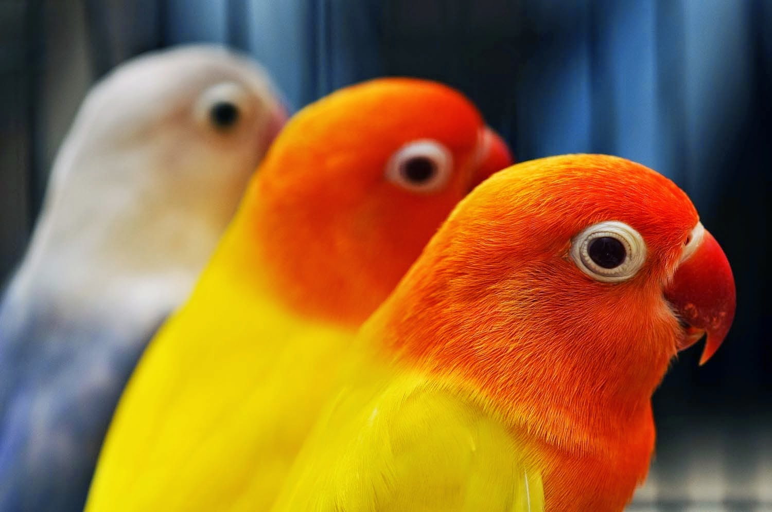 jenis jenis lovebird di indonesia jenis jenis lovebird di indonesia