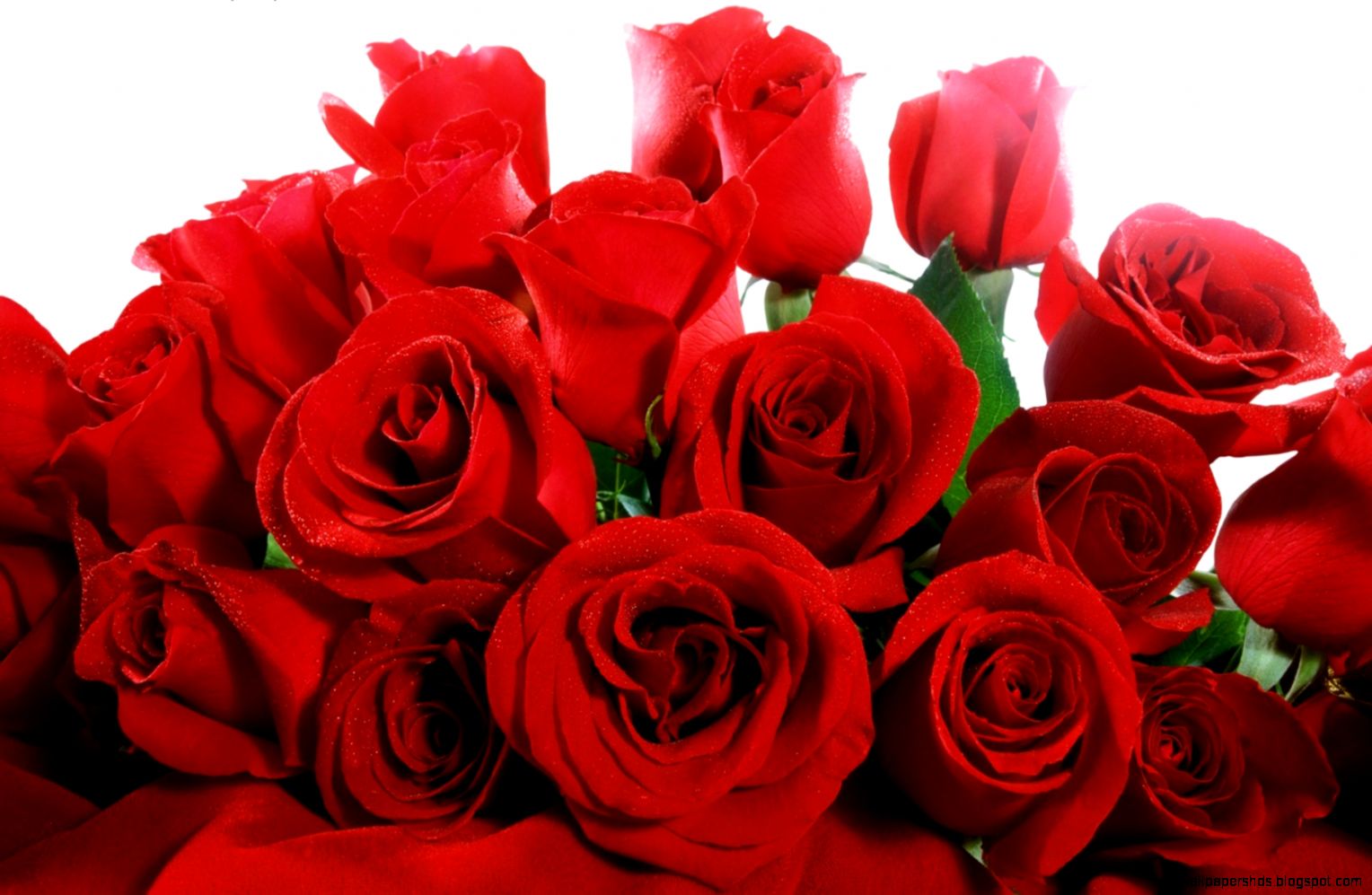 Red roses wallpaper Wallpaper Wide HD Red roses wallpaper Wallpaper Wide HD