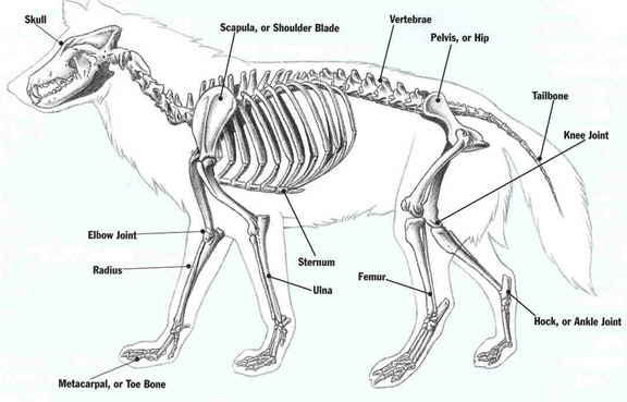Wolves Legs