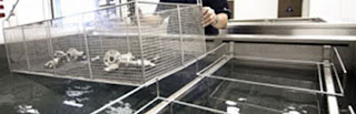passivation