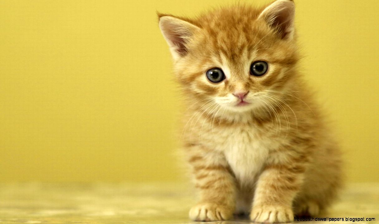 Cat Cute Kittens Wallpaper Cat Cute Kittens Wallpaper