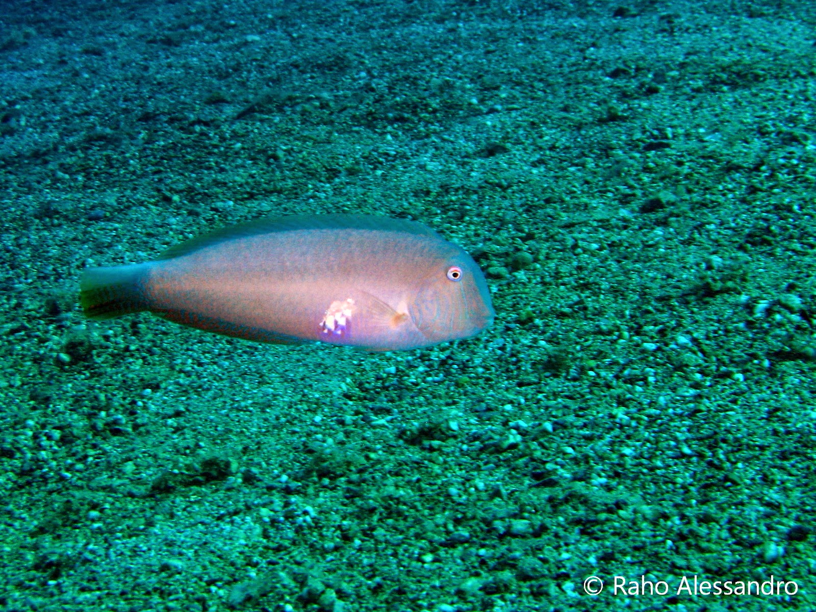 Come Si Nutrono I Pesci Simple Lo Squalo Balena Pesce Pi Grande Del