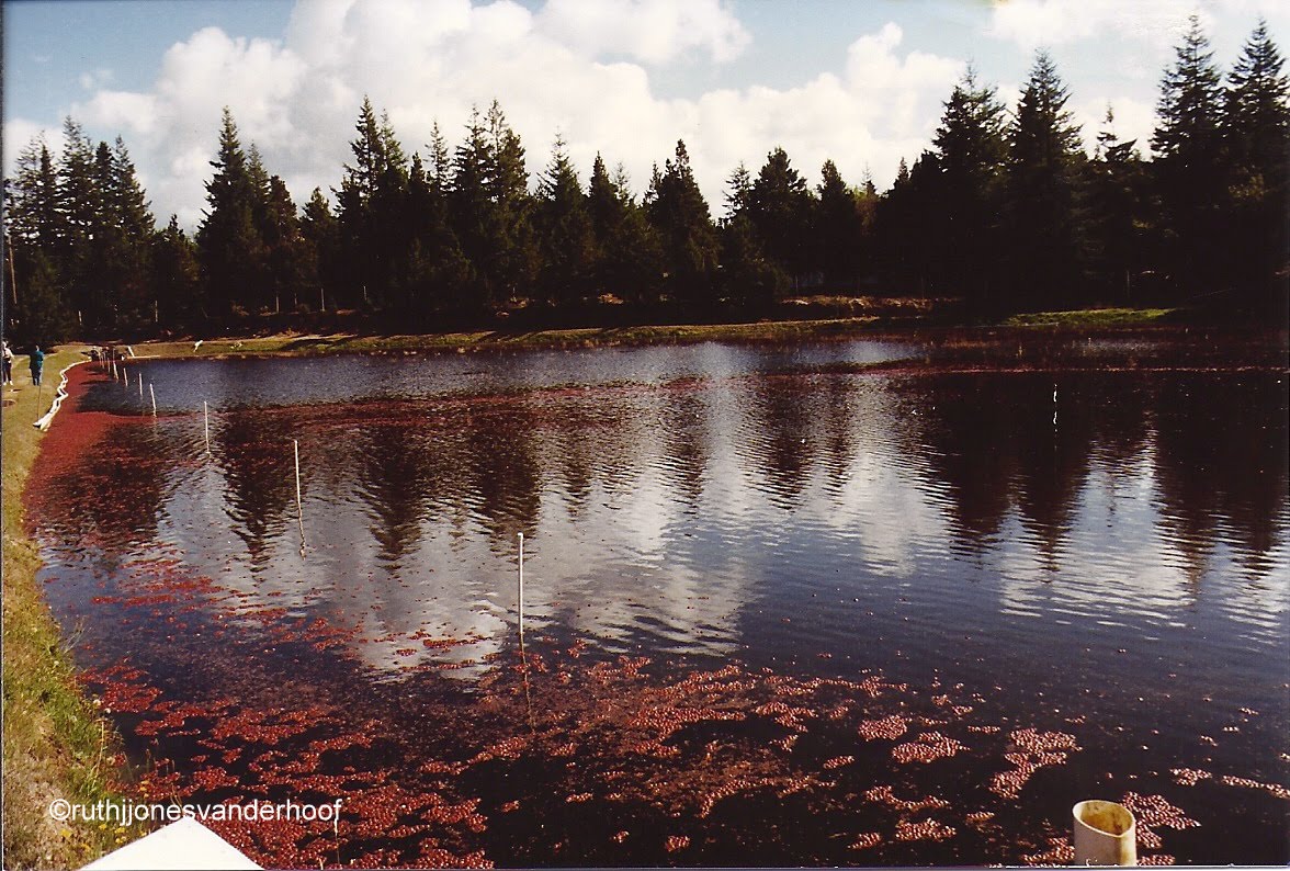 Photos Taken by Ruth Jones Vanderhoof. (My Mother) Cranberry Bogs