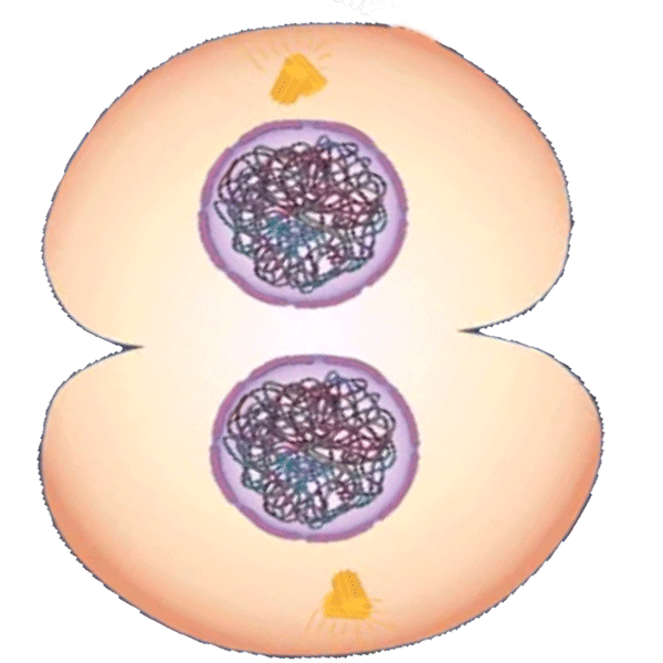يحدث الانقسام المتساوي في الخلايا الجسمية
