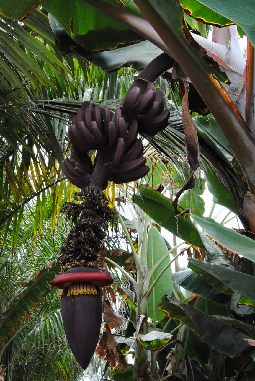 HORTUS BOTANICUS EXOTICUS Musa acuminata "Red Dacca"_MUSACEAE