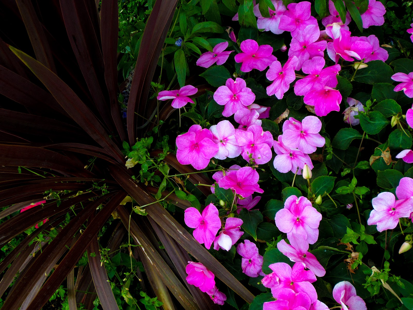 Thom Zehrfeld Photography Neighborhood Flowers Two