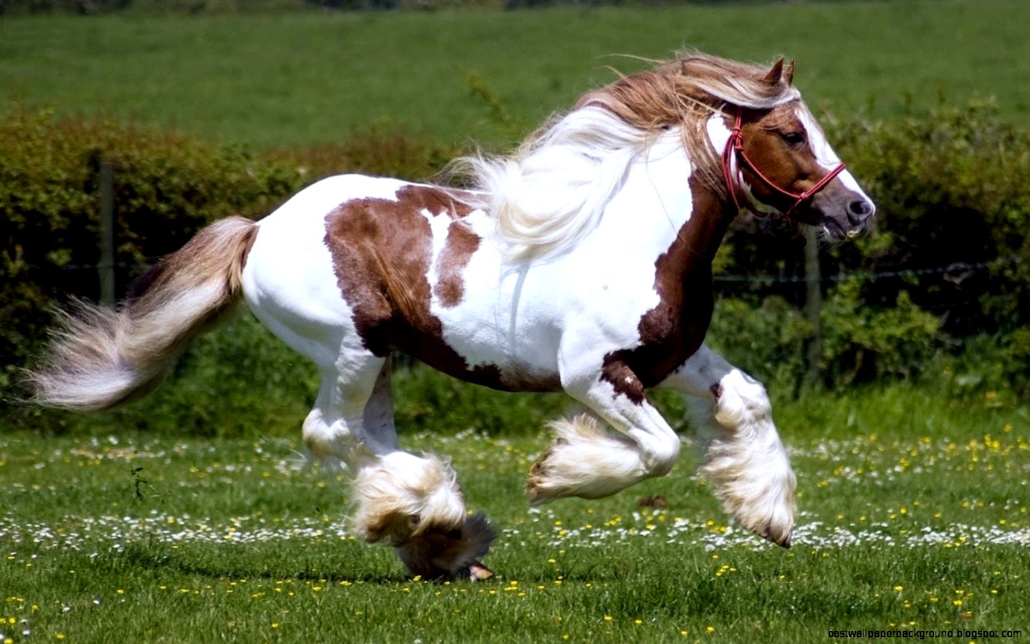 white brown horses running beautiful image hd new wallpapers of white brown horses running beautiful image hd new wallpapers of