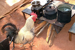 GALO DESCONFIADO