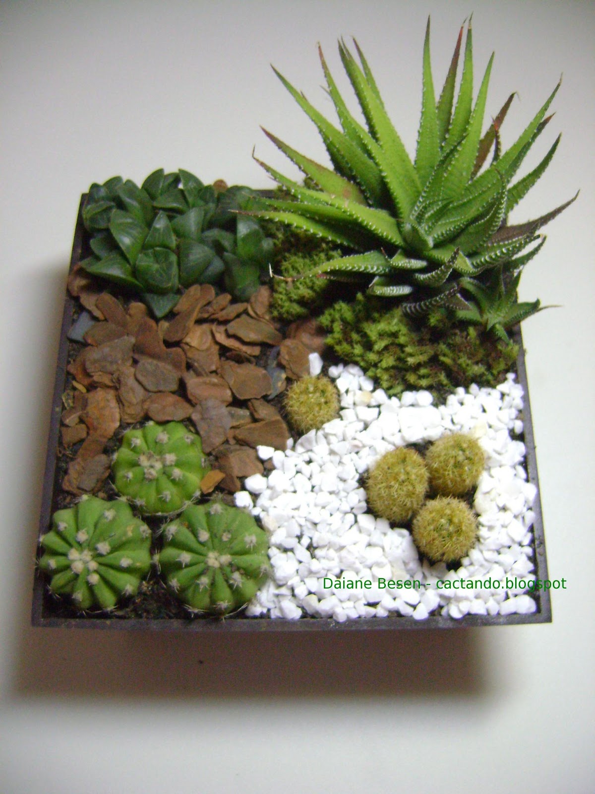 mini jardim suculentas:Mini jardim mini jardim suculentas:Mini jardim