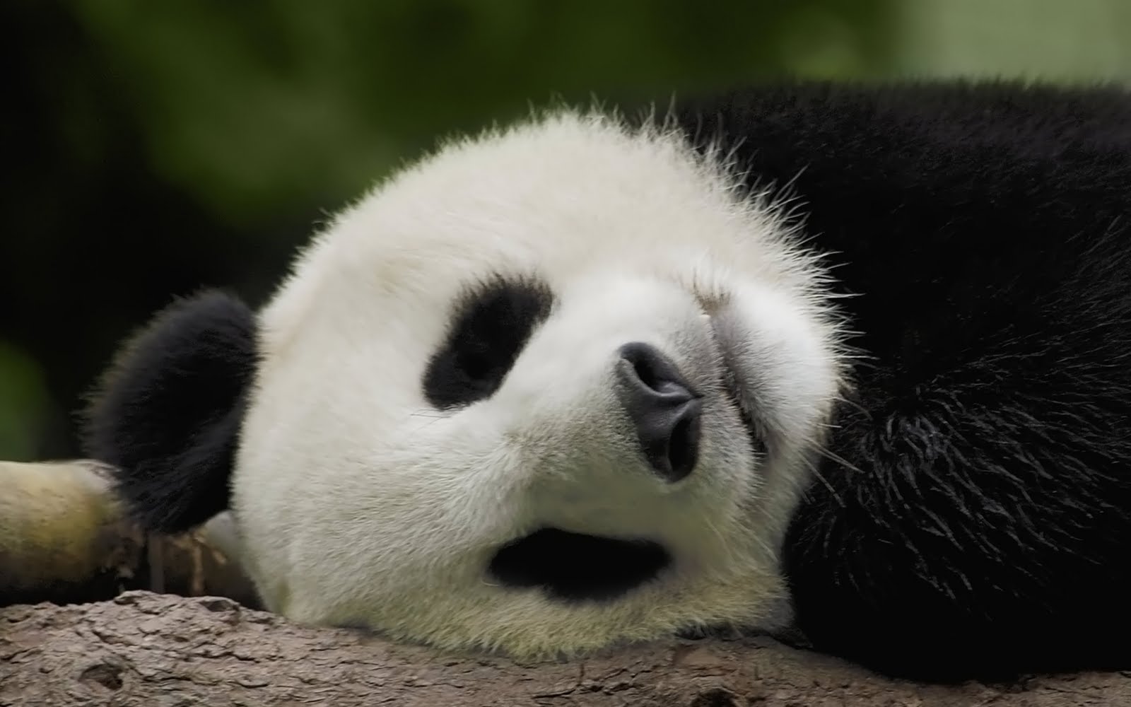 wallpaper collection panda wallpaper