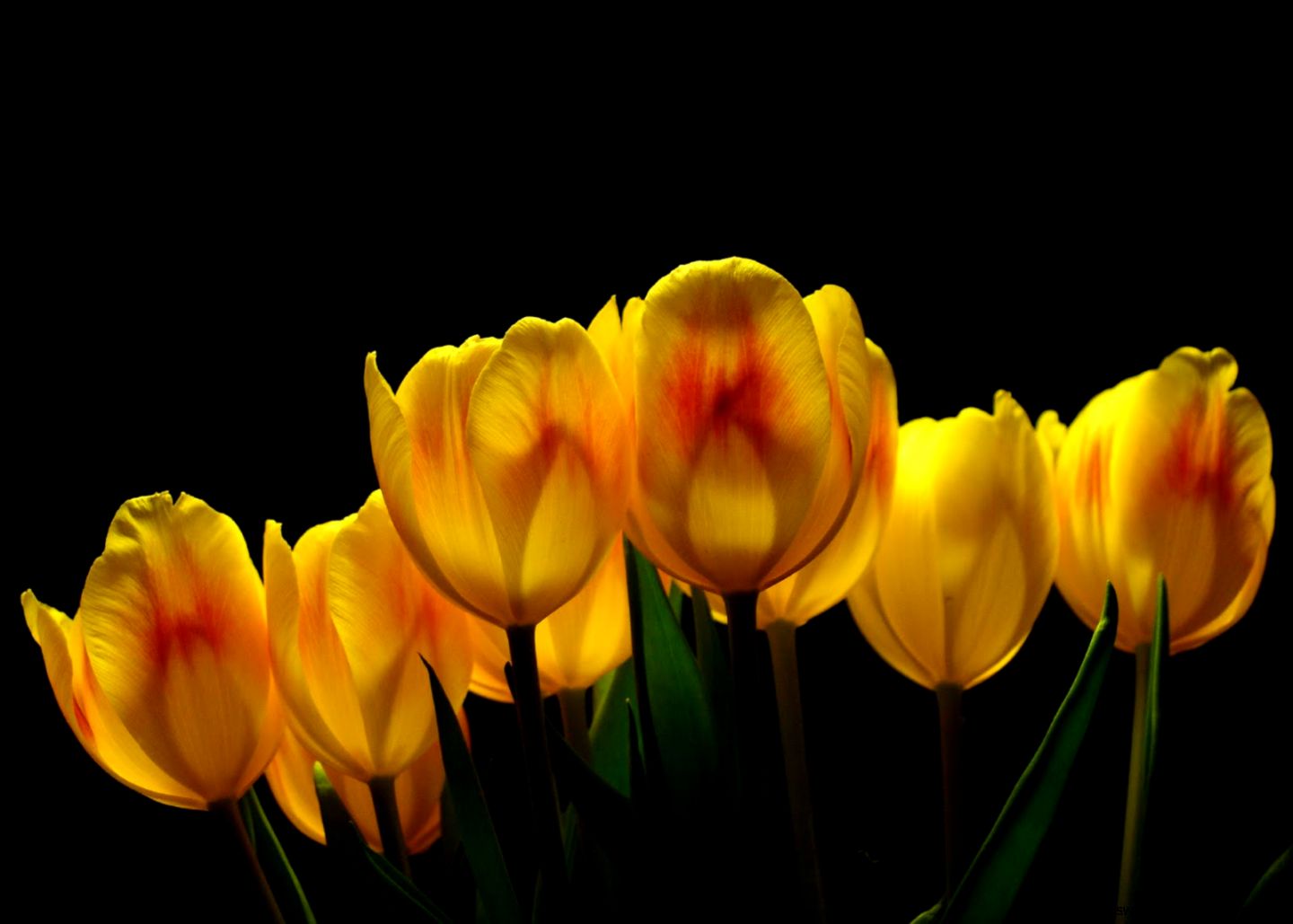 Single Yellow Tulip Wallpaper Id 5483 Download Page Single Yellow Tulip Wallpaper Id 5483 Download Page