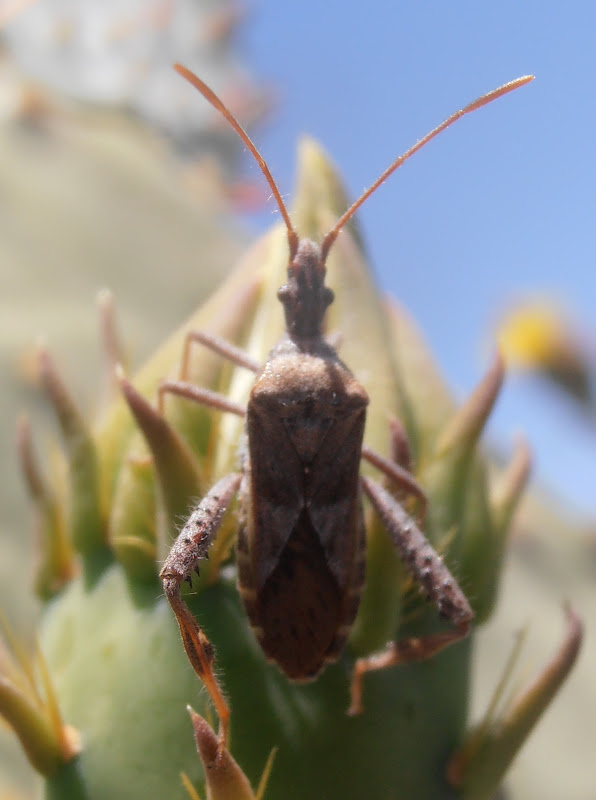 Arizona Gronseth Nature Blog Cactus Bugs