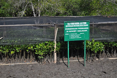 MANGROVE PELINDUNGKU DARI ABRASI