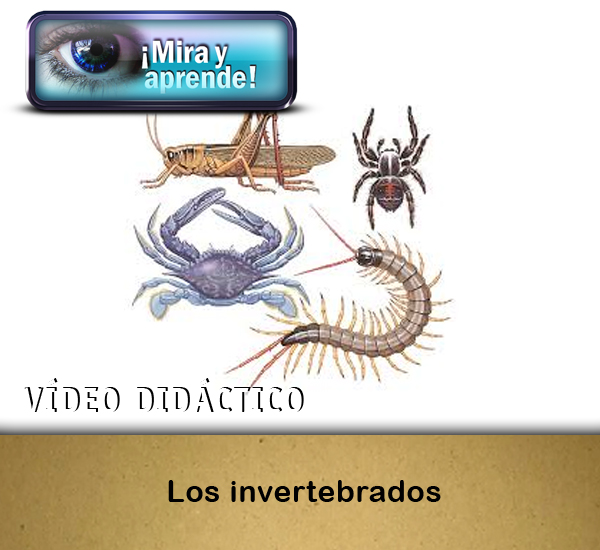 MIRA Y APRENDE Los invertebrados La Eduteca