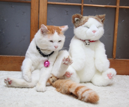 shironeko-plush-cat-4.jpg