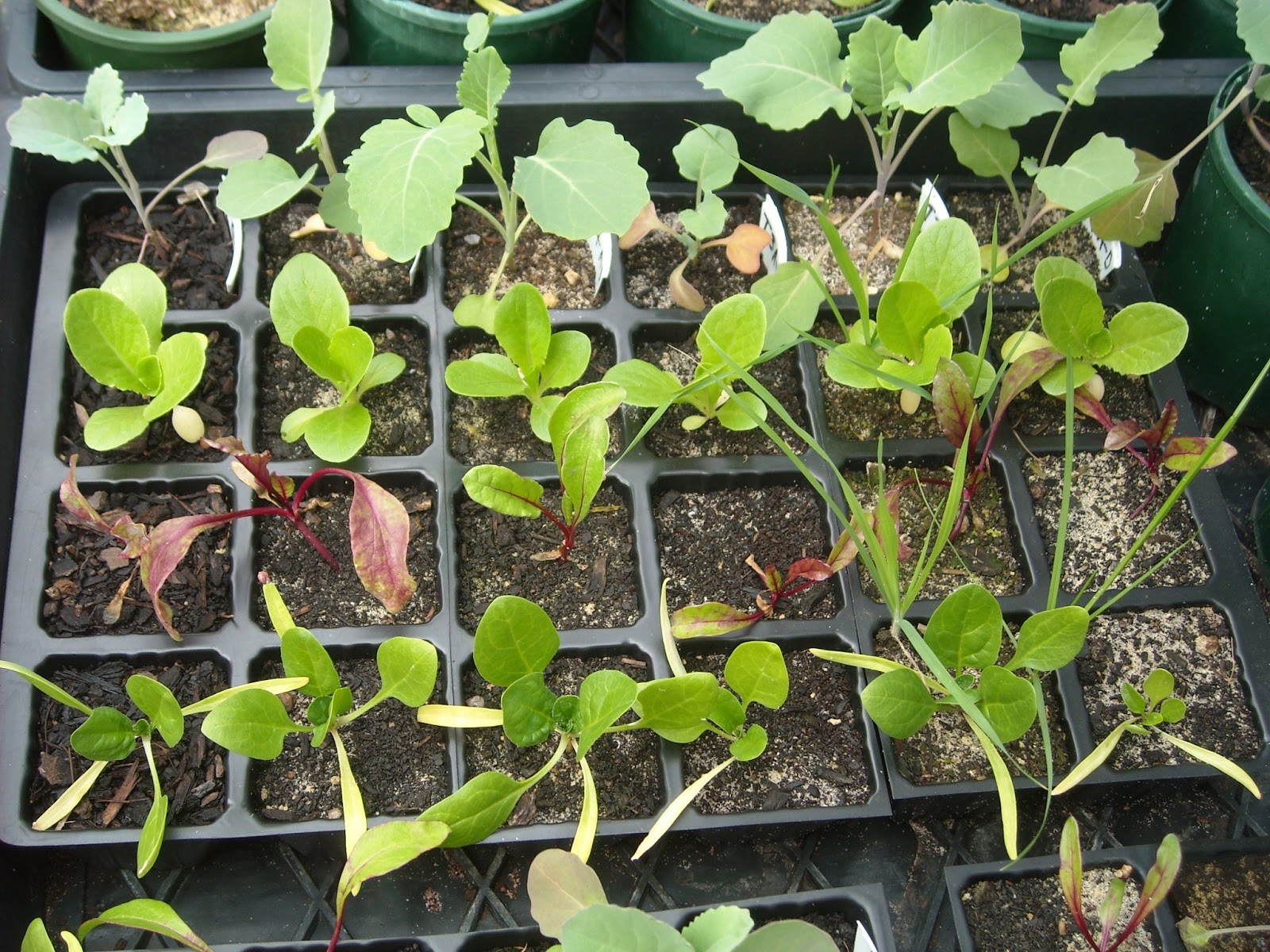 Zucchini Island What is the best seedling mix?