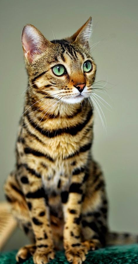 Top 5 Most Expensive Cat Breeds  