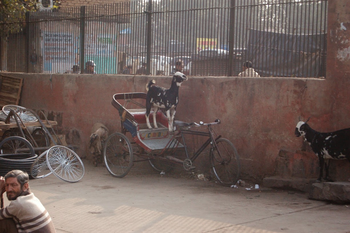 goats in India