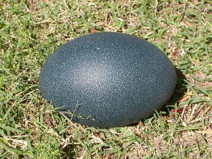 Clark says the zoo has two