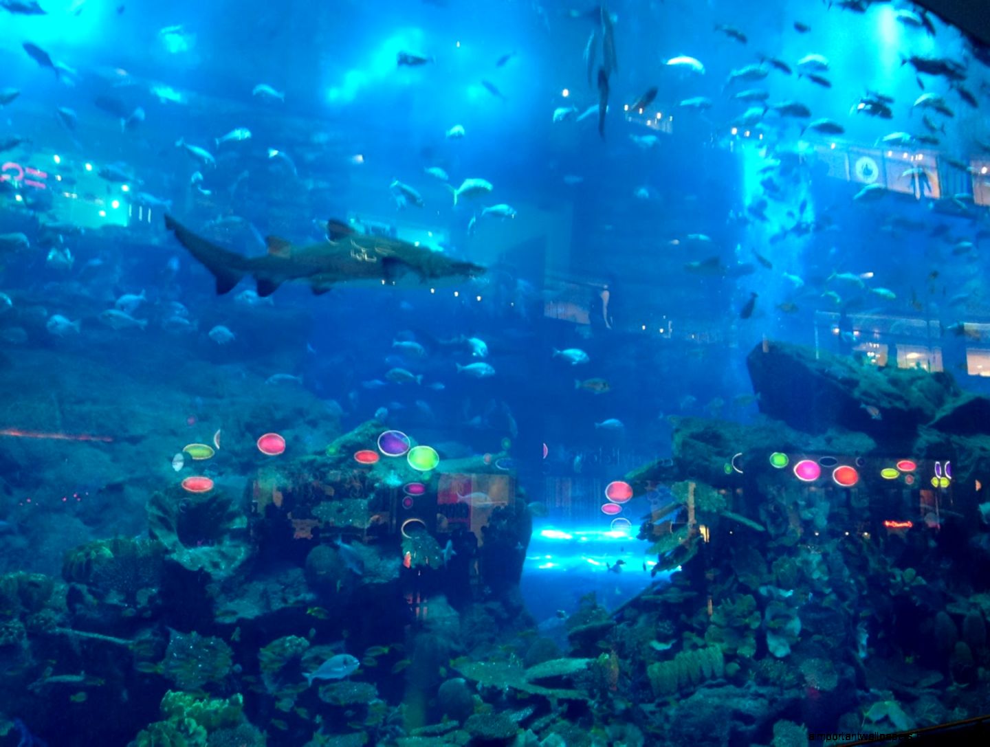 Dubai Mall Aquarium Wallpaper Travel HD Wallpapers Dubai Mall Aquarium Wallpaper Travel HD Wallpapers