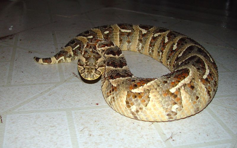 Snakes Puff Adder